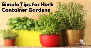 Simple Tips for Herb Container Gardens