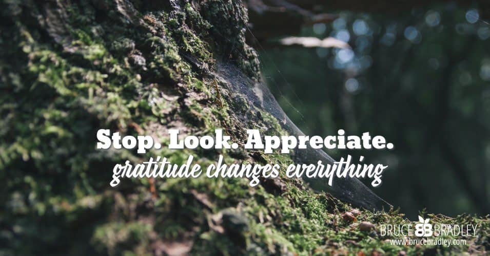 Stop. Look. Appreciate. Those simple acts will transform your world and fill it with gratitude!